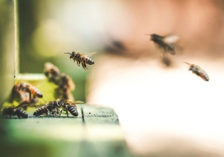O que as abelhas podem ensinar aos economistas sobre o funcionamento dos mercados