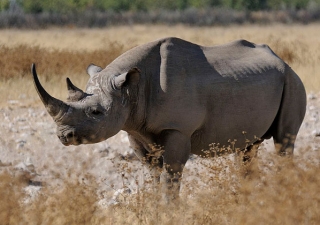 Como lidar com os rinocerontes no trabalho